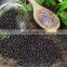 Best price organic basil seeds/dried chia seeds/Bulk black organic basil seeds from Vietnam