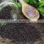 Best price organic basil seeds/dried chia seeds/Bulk black organic basil seeds from Vietnam