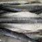 2015 Hung Frozen Spanish Mackerel Whole Gutted