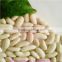 Chinese white kidney beans for can