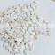 Crop Top Wholesale Snow White Pumpkin Seeds for Sale