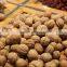 Chinese walnut for wholesale