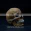 resin kull human head skull model