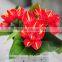 china wholesale natural red wine anthurium flowers with single head