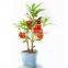 New Design gifts for dentists DIY mini bonsai business anniversary gifts , christian wedding gifts