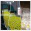 Sichuan Good Quality Lemon