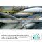 High quality frozen pacific mackerel for sale
