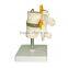 Human Body Anatomy Spine Model Lumbar Vertebra