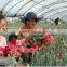 Manufacture greenhouse plastic film for fruits vegetables flowers