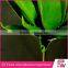 Indoor Ornamental Tropical Green Foliage Plants Sale
