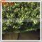50cm L x 50cm W artificial green leaf grass boxwood hedge fence 20160622