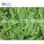 High Quality Sweet Crisp Organic Frozen Snow Peas Non Worm IQF Whole Peapod