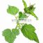 Natural organic Nettle Extract nettle leaf extract powder