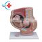 HC-S271 pelvis Manikin Medical science anatomical model,4 Parts Female sagittal anatomical model for sale