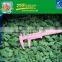 IQF Frozen Romano Beans Cut