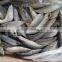 Whole Round Pacific Mackerel Fish Mackerel Prices From China