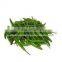 Green Chilli