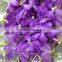 Cheap And Good Blooming Plant Purple Fresh Cut Flowers Orchid Factory Directly Sell