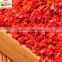 new crop chinese chili FDA /HACCP/SGS certificated red hot chilli powder