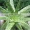 Certified Organic 100% Pure Aloe Vera Essential Oil Used in Aging skin
