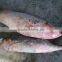 frozen red fish whole round for sale