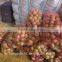 Fresh qinguan apple(fresh season&cold room season)