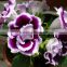 High Quality Gloxinia Seeds For Planting