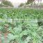 Best Price Kale Powder Dehydrated Kale Powder