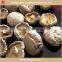 Shiitake mushroom
