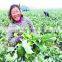 Home use mini seeder for carrot
