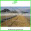durable galvanized steel frame greenhouse agricultural greenhouse