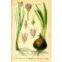 Allium Cepae Extract
