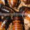 Gel Bait Trap In House Pest Roach Cockroach Killing Gel Bait