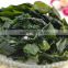 Frozen Food Salted Seaweed Kelp Knot
