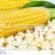 Popcorn Yellow Maize