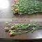 Most Popular Factory Direct Fresh Flower Carnation