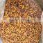 frozen silkworm