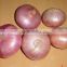 Fresh onion for the importer from dubai