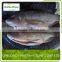 Boneless And Skinless Iqf Tilapia Fillet Fish