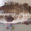 Kue Epinephelus bruneus longtooth grouper