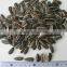 Popular Products Chinese sunflower seeds 5009 Long shape