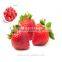 Wholesale Dried strawberry chips with HALAL Certificate