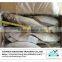 New arrival frozen jack mackerel fish