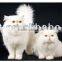 Cat Diet Cat Food Cat Meal