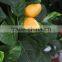 Tropical Mango trees for sale Chinese goods wholesale artificial mango tree