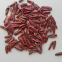 361 type hybrid sunflower seeds for planting