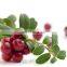 Supply Competitive Price 10% Anthocyan Cranberry Extract Powder