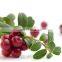 Pure Natural Best PriceVaccinium Macrocarpon Fruit Extract / Cranberry Extract Powder Anthocyanin 25%