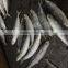 Frozen round scad exporter from China with size 55 - 70 pcs / 10 kg