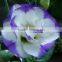 Fashion hot sell eustoma flower decoration